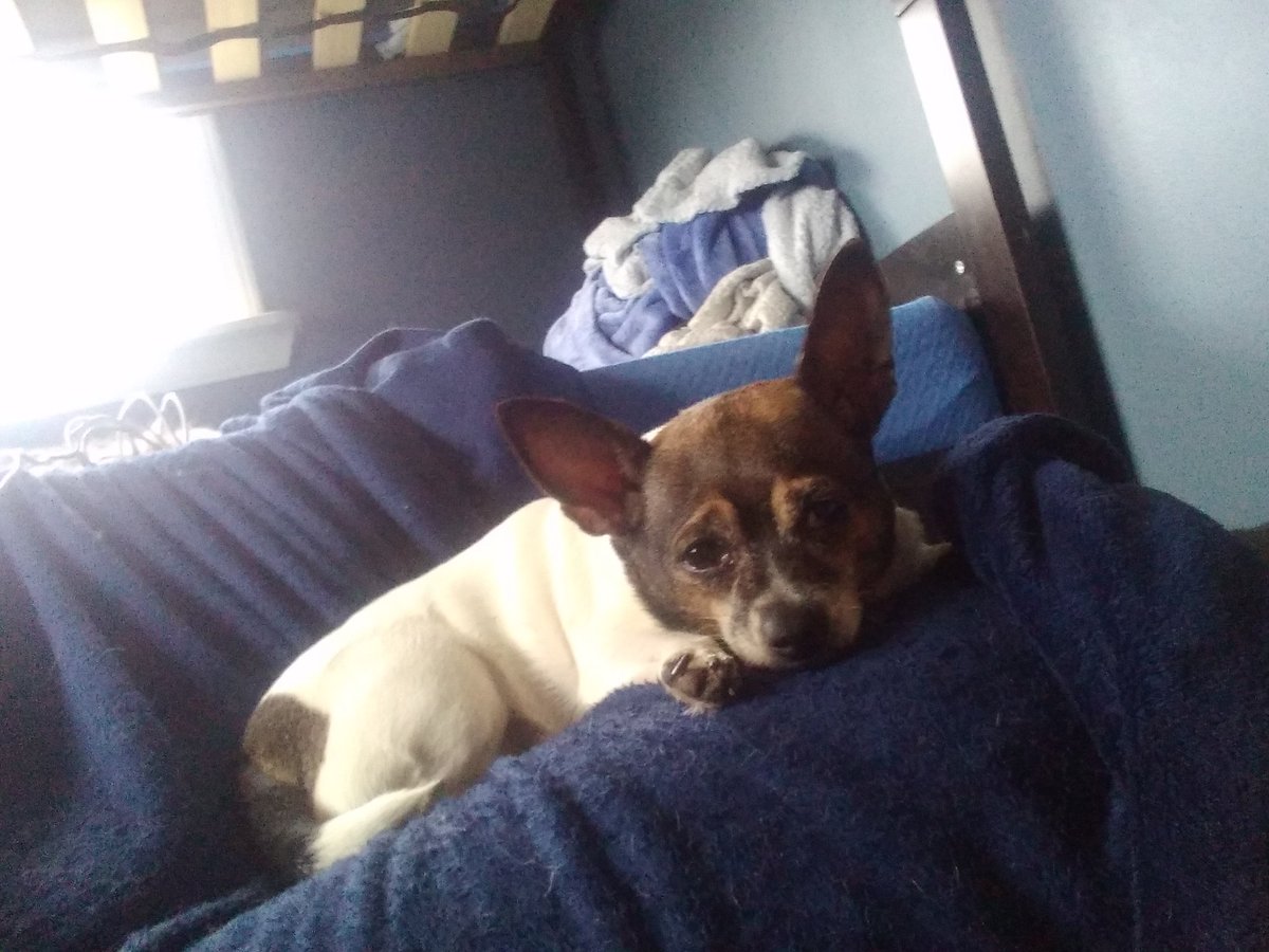 LeNatureBandit's tweet photo. @teyvattabloid Is my dog on my leg https://t.co/NTev1siz3h
