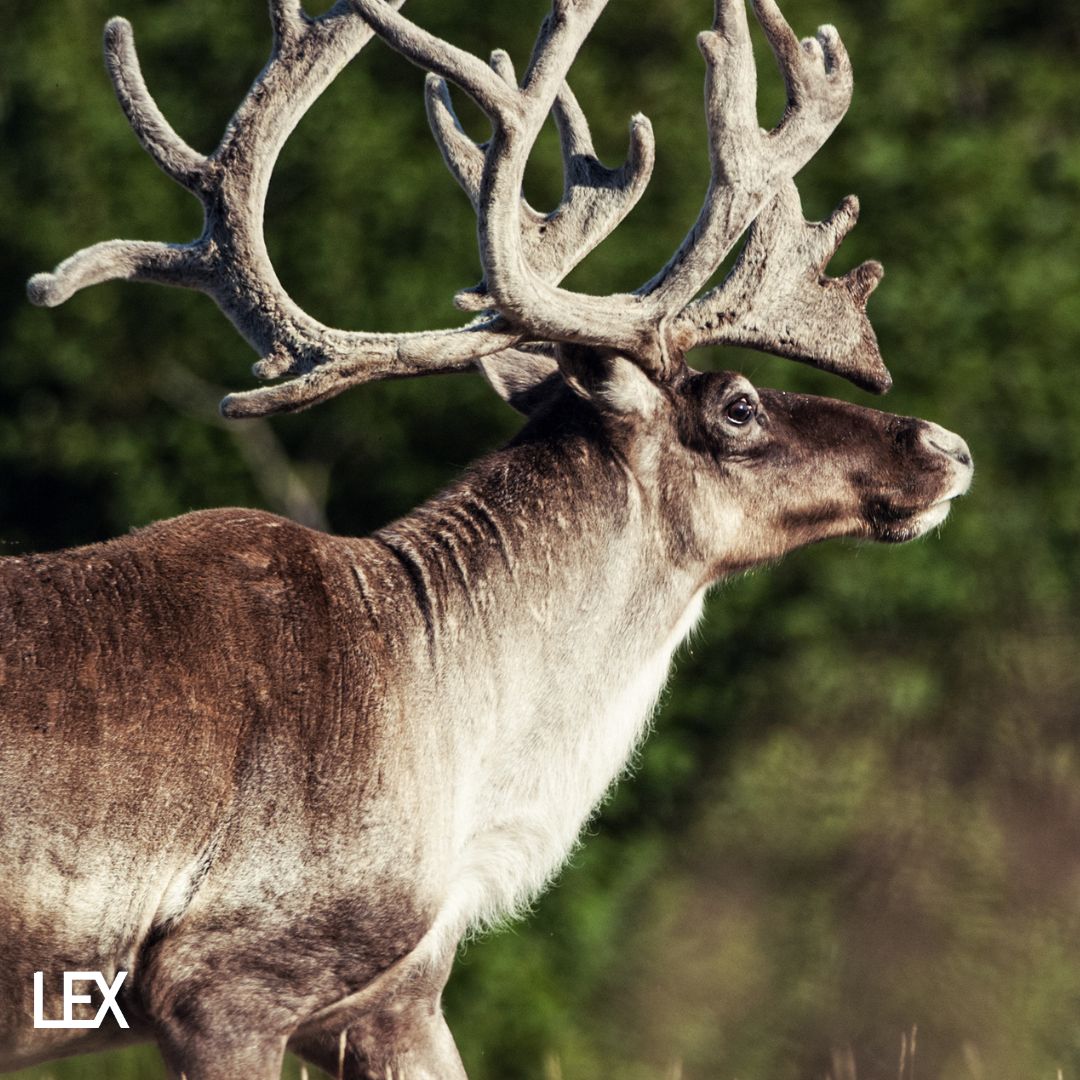 Over 400,000 hectares of Caribou habitat is destroyed each year &amp; their populations are declining. LEX has partnered with <a href="/NatureCanada/">Nature Canada</a> to support Caribou populations to thrive. We couldn't do this without the help of our clients &amp; employees. Thank you! loom.ly/wbaaUVA