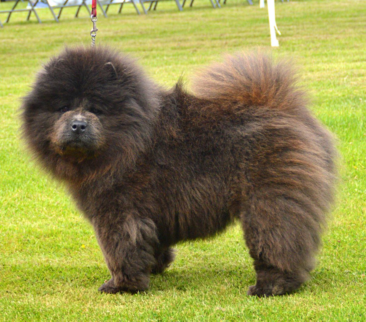 SouthgatePrints's tweet image. #bluechow #chowchow #chow #dog #cutedog #cute