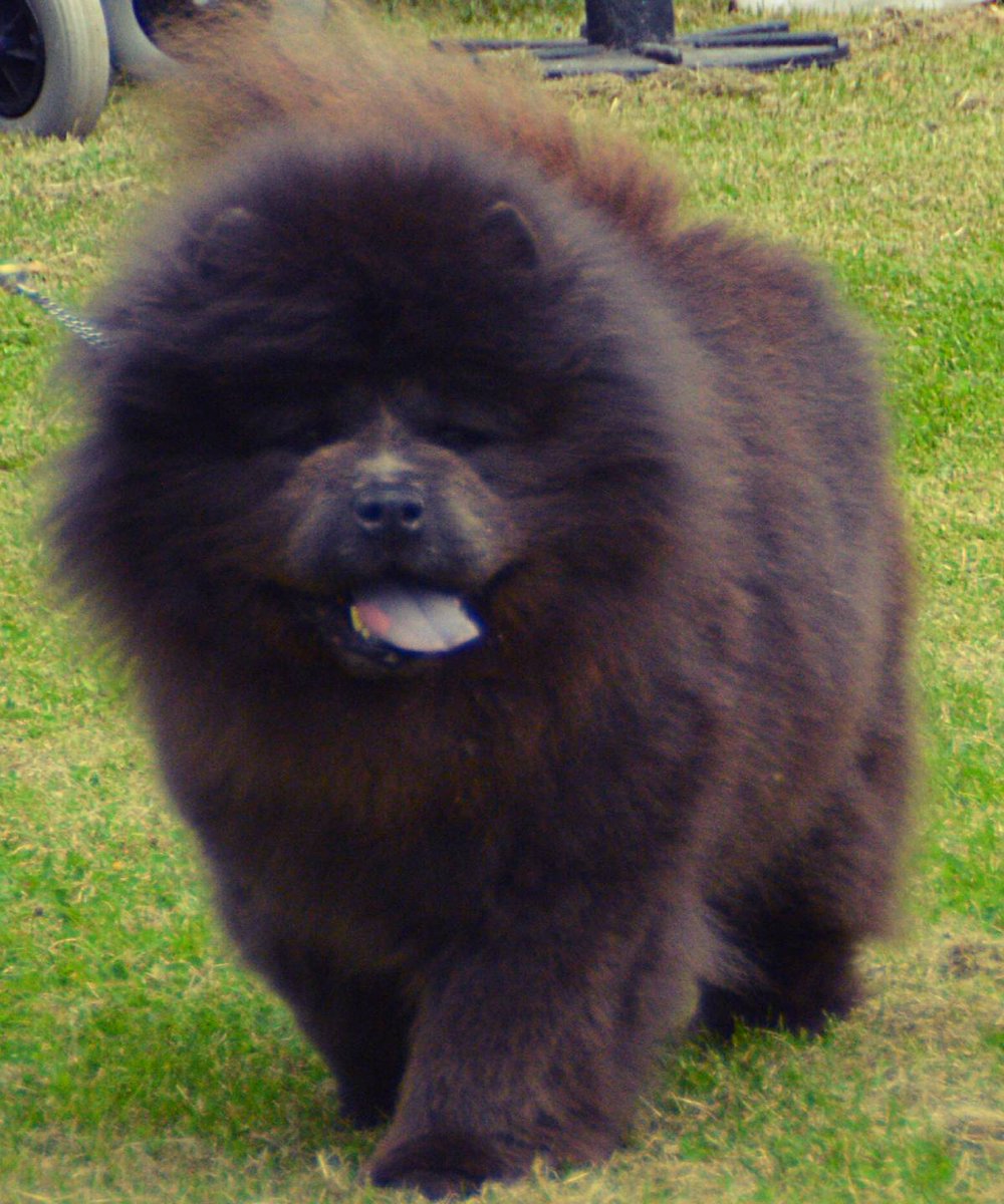 SouthgatePrints's tweet image. #bluechow #chowchow #chow #dog #cutedog #cute