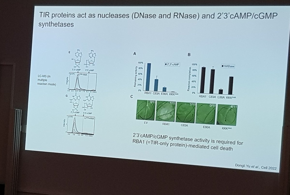 Team_Zuccaro's tweet photo. DNAse and synthetase activities are required for the function of TIR proteins, which have dual enzymatic activity and signal through the EDS1 family by producing novel and diverse nucleotide-based second messengers. 
#CologneSpringMeeting2023 @sfb_1403 https://t.co/yLe7lvZrO1