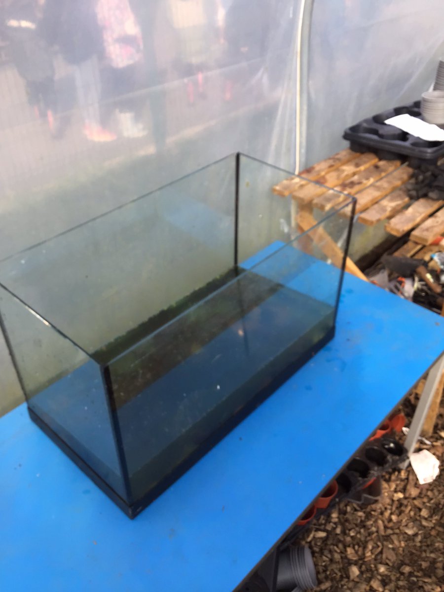 ForestSchBPS's tweet photo. @VanGogh_BPS spent their forest school looking at frogs and frogspawn this forest school. They have set up an aquarium to monitor their growth. https://t.co/dX2kRNNVsP