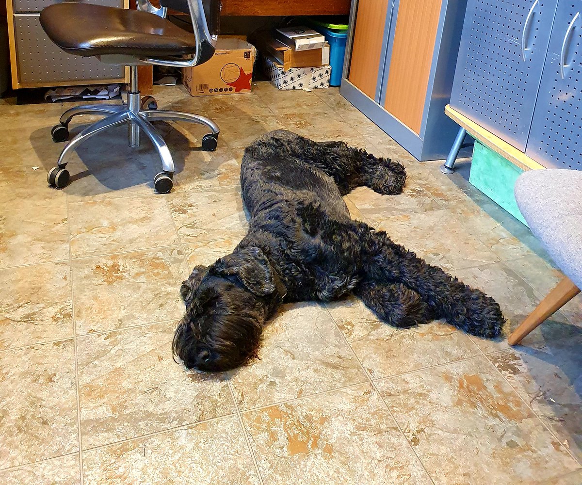 Words_and_Wins's tweet image. Some in my office are more stressed than others... 

#xl8 #officedogs