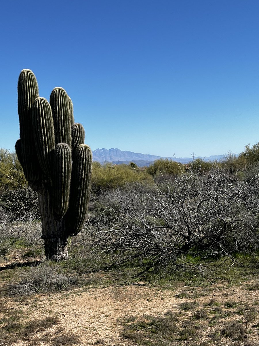 The view from the new ranch that we will be breaking ground on in about a month!  God is good! 🌵☀️🐴 #Scottsdale #ArizonaGirl #GodIsGood #PewPew #QuarterHorses #2A #CountryLife