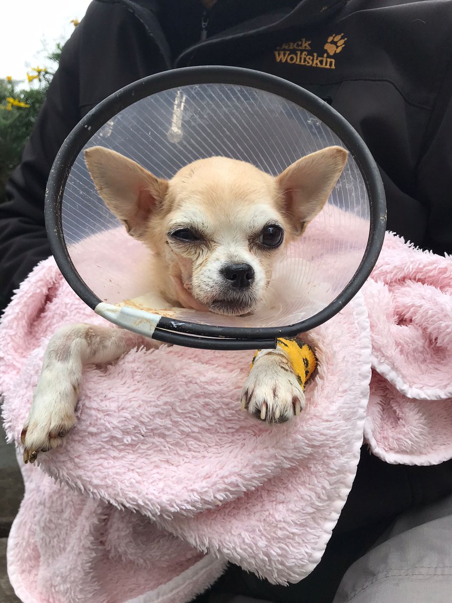 Egi ikinci çene ameliyatından bu yana toparlayamadı, şimdi anemi değerleri yüksek geldiği için dördüncü kez kan nakli gerekiyor.

DEA 1 pozitif kan grubu, 15 kilo üzeri, tam aşılı ve sağlıklı bir köpeğe ihtiyaç var. 
İletişim: Onur Gözütok 5363741602