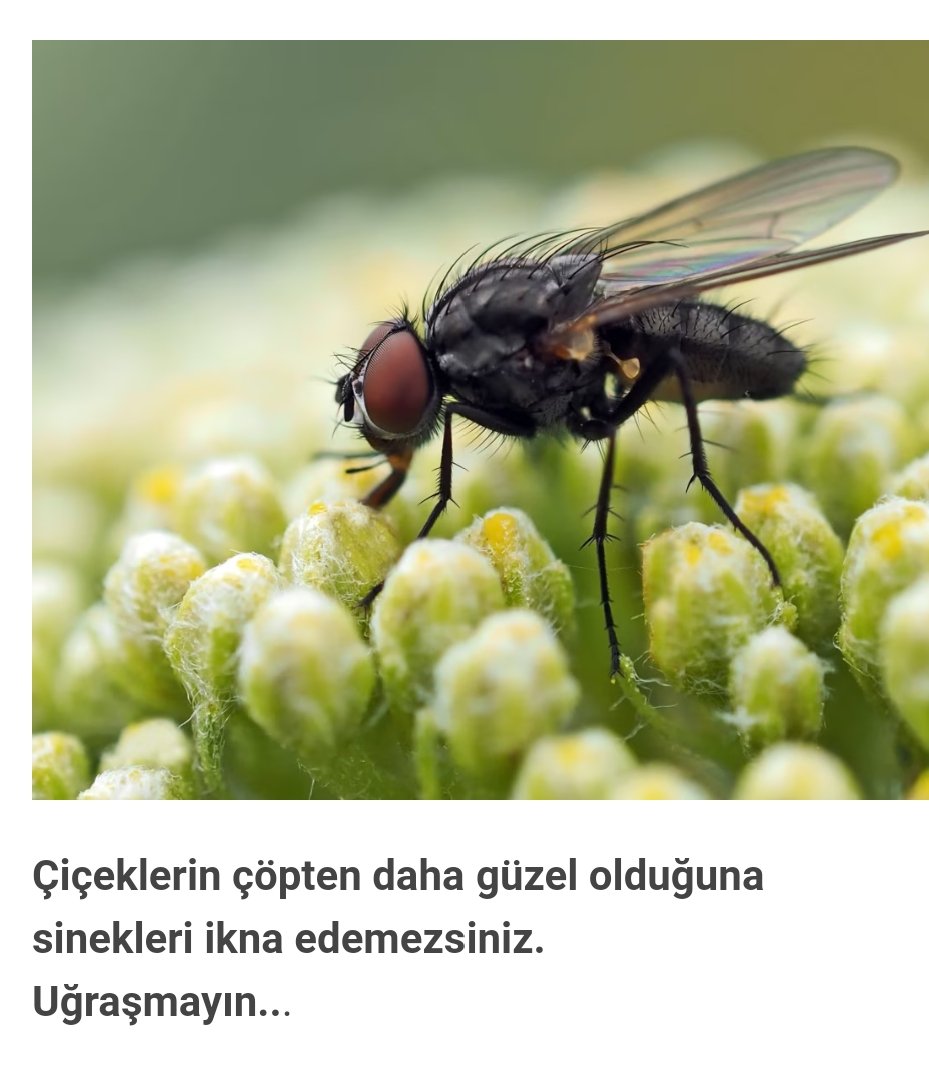 Maalesef sinek çok.