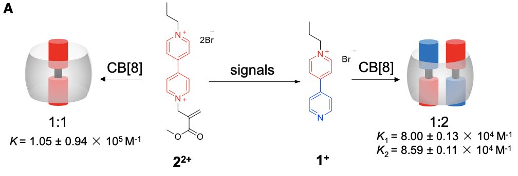 We used our recently developed allylic substitution based chemical reaction cycle (nature.com/articles/s4146…) to control cucurbit[8]uril assembly by changing the charge on typical pyridine guests, allowing a switch between 1:1 and 1:2 complexes.