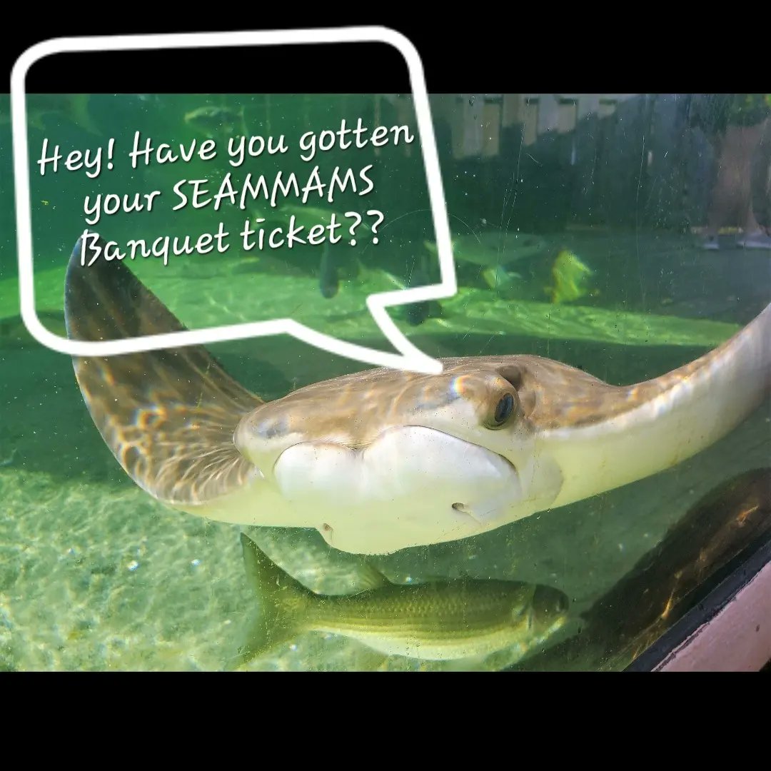 seamamms's tweet photo. Remember to buy your #SEAMAMMS2023 banquet before March 10. Enjoy a coast-inspired meal &amp; visit the stingrays in the #AlabamaAquarium at the @disealab. Have you ever seen an alligator snapping turtle lure in person? Now's your chance!
#stoked #marinescience #marinemammalscience https://t.co/HEQdUYs6Md