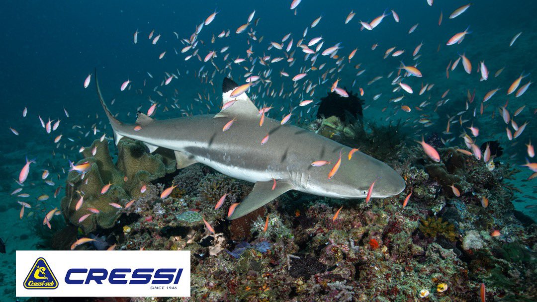 youtu.be/FVeF-PcRqRc

Click the YouTube link and watch the video!!  In collaboration with <a href="/CressiItaly/">Cressi</a> and <a href="/SharkWeek/">Shark Week</a> - I got to explore the waters off of Morotai, Indonesia! Here's a sneak peak. Thank you at Gorango Morotai for the incredible experience.  #sharks #cressi