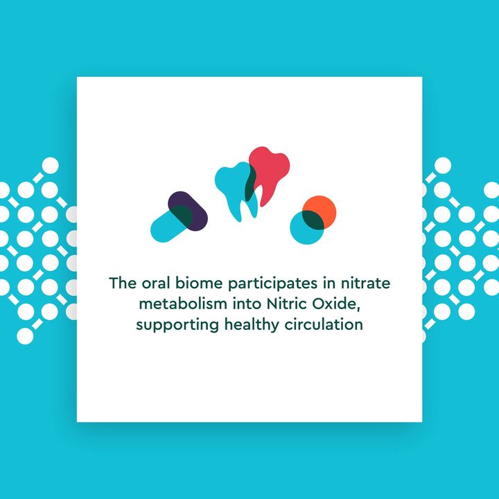 BerkeleylifePro's tweet photo. A healthy oral microbiome is the foundation of great overall health! Did you know that the oral microbiome plays a critical role in nitrate metabolism, which supports healthy blood pressure and circulation? So, taking care of your teeth and gums isn't just about having a bright s https://t.co/Q27gDgQZL1
