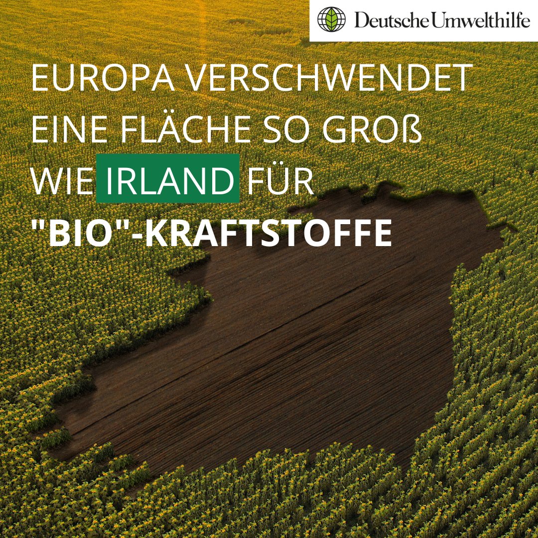 Umwelthilfe's tweet photo. #Agrosprit wird in der EU seit vielen Jahren mitgetankt. Eine neue Studie des @ifeu zeigt: Weltweit ist eine Fläche Irlands für Raps, Weizen &amp; Co. für europäischen Agrosprit belegt, mit gravierenden Auswirkungen auf Klima, Biodiversität &amp; Ernährungssicherheit. Ein Thread https://t.co/lye5KDXWYZ