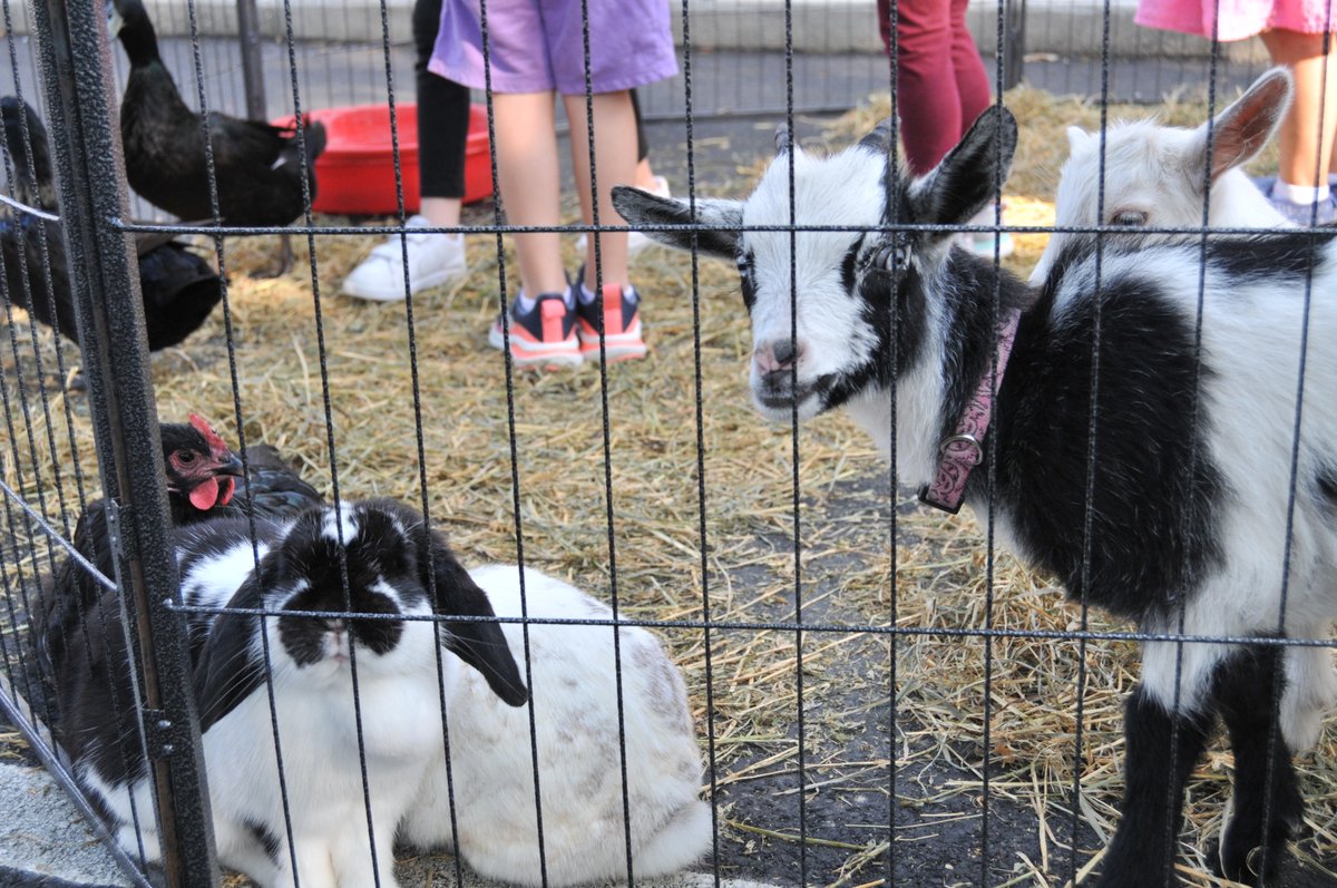 "Hare"-raising excitement filled the air yesterday when @autumnoaksfarm brought their rabbits to our school for a petting zoo! Our students couldn't get enough of their fluffy ears and twitching noses.🐰🥕 #MaitlandMontessoriSchool #PettingZooAdventures #AutumnOaksFarm #HoppyKids