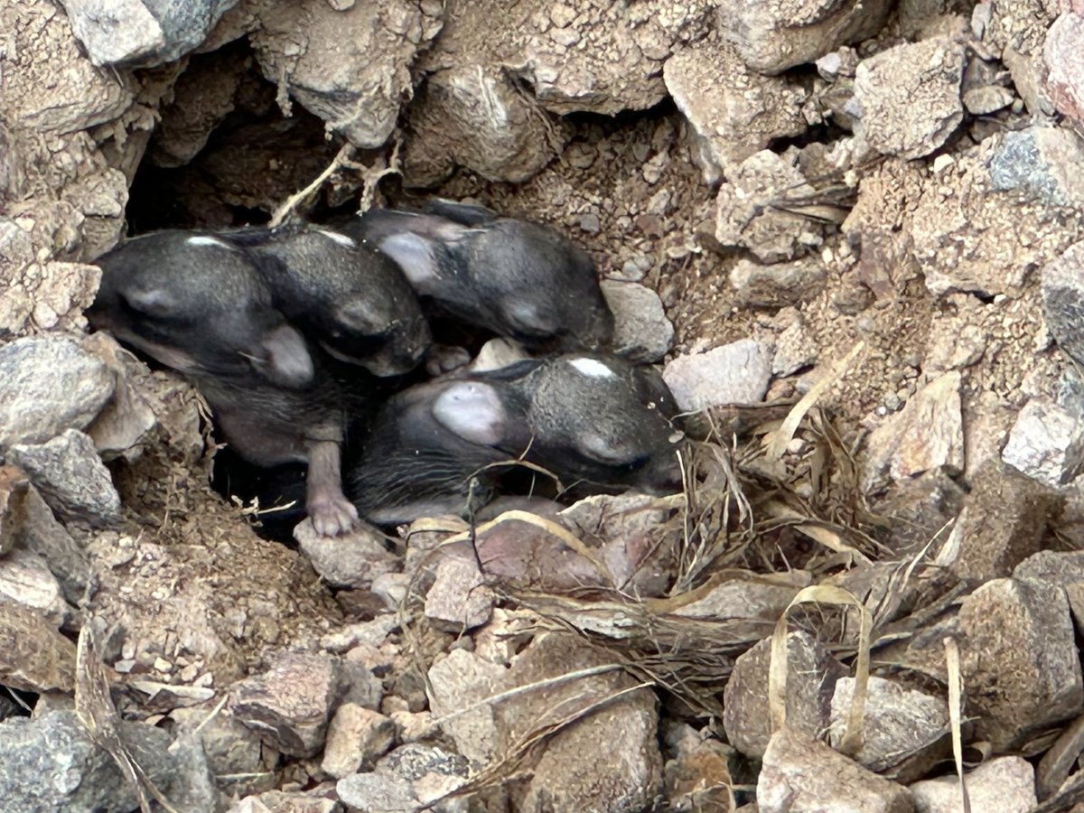 milkjugalien's tweet photo. #birdyard has some new residents!!! A litter of baby bunnies appeared today! #Spring is so exciting!!! https://t.co/3N5EJFVrAB