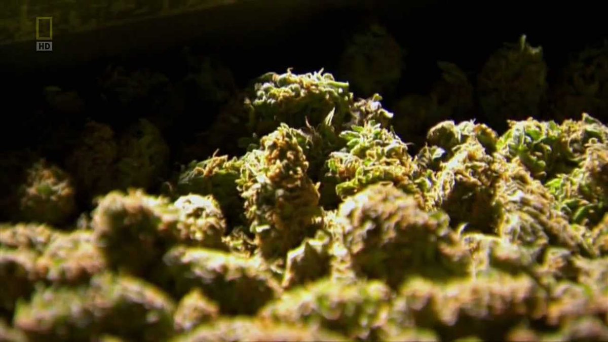 “Super Weed” is a documentary that explores the scientific complexities of marijuana, a plant that contains 400 active chemicals and compounds. Watch now on #GratisGlobal : gratisglobal.com/super-weed/