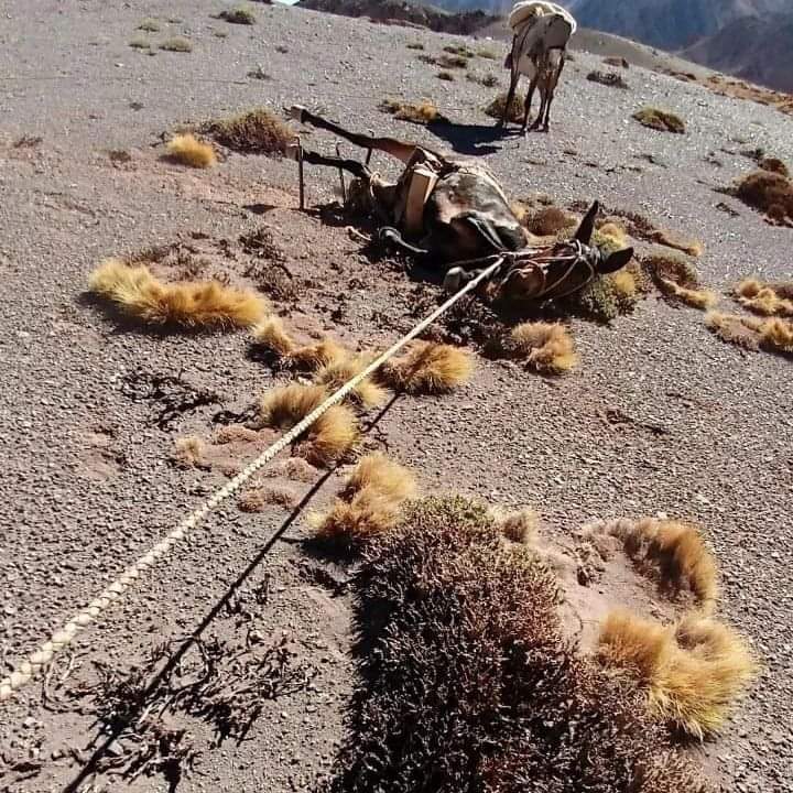 Esto está ocurriendo en el Parque
Provincial Aconcagua (Mendoza). Maltratan de este modo a las mulas, se han realizado denuncias y NADA. ¿Me ayudan a difundir y a pedir explicaciones al gobernador @rodysuarez ??? 
m.facebook.com/story.php?stor…