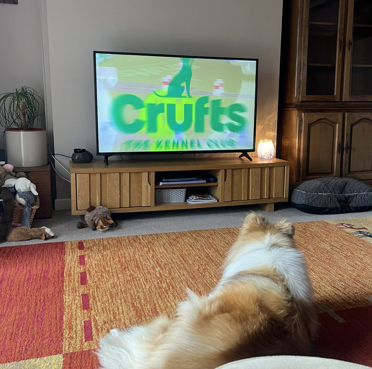 Mumsy71's tweet photo. Our rough collie is ready… Good luck to all entries 🐶 #crufts2023 @clarebalding @SteveWinst57 https://t.co/2ZX2AEjjrR