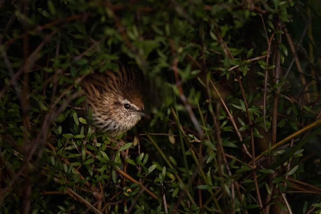 Eiwawar's tweet photo. The New Zealand fernbird is an elusive little critter. A denizen of swamplands, it has strident calls but is difficult to see. I had to wait for sundown before one of them appeared in front of my lens at @tenohoaka_o_tukiauau 
March 2019

#fernbird #swam… https://t.co/pPKzUJ0GvL https://t.co/M48ror6wxb