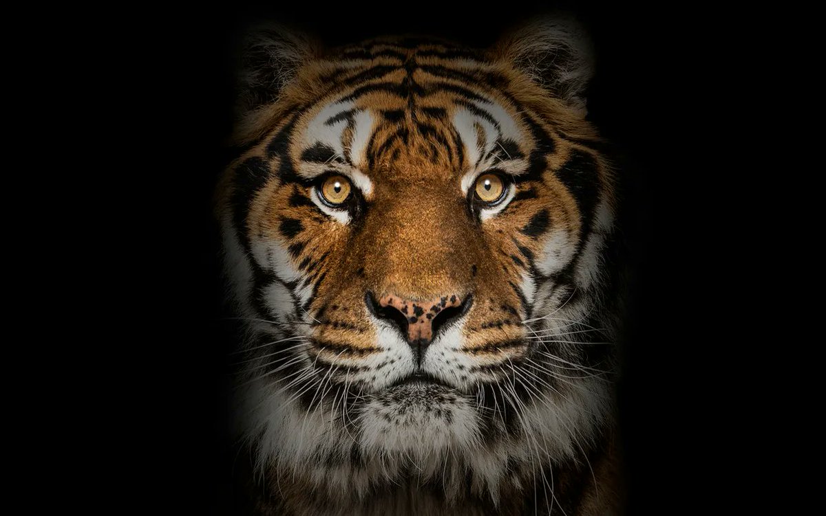 nasbp's tweet image. Two weeks left to get in your nominations for the #NASBP &amp;amp; #SFAA Surety Industry Awards! buff.ly/35ypo8L Don't miss the Friday, 3/24 deadline to recognize surety professionals promoting contract #surety bonding. #NASBPPassionandPurpose #BeGuaranteedToSucceed #suretyrocks