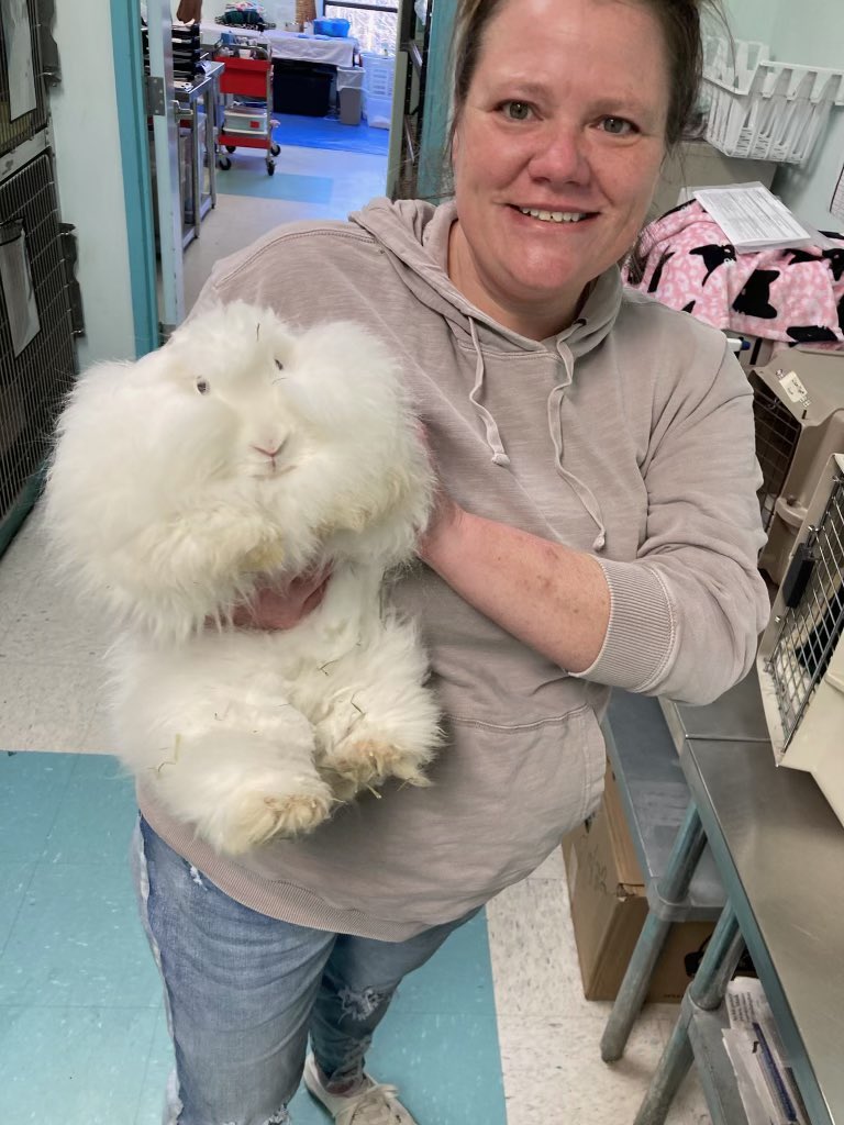 Smile!

(Just look at sweet Skipper’s face!)

This lovely Angora rabbit lady’s in today for her spay day, and she seems very happy about it. We love her so much! #RabbitsOfTwitter #BunniesOfTwitter