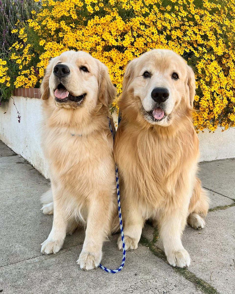 Just a couple nuggets wishing you a Happy National Golden Retriever Day! Hope it was a good one! 🤗🐾
#dogsoftwitter #dogs #goldenretriver #ilovegoldens #ilovegolden_retrievers