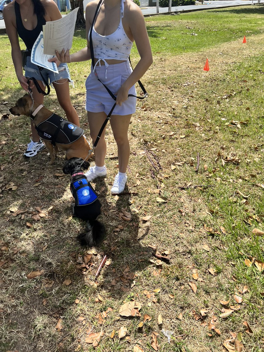 PR_Svcdog's tweet photo. I’m Sugar the Svcdog, meet Team Eevee, Every day they're growing stronger together, with Team Eevee’s newfound independence and quality of life, thanks to this talented and hardworking service dog. Join us in celebrating their inspiring journey! 🎉🐾 Congrats🥳
 #servicedog https://t.co/gClMvzQcvk
