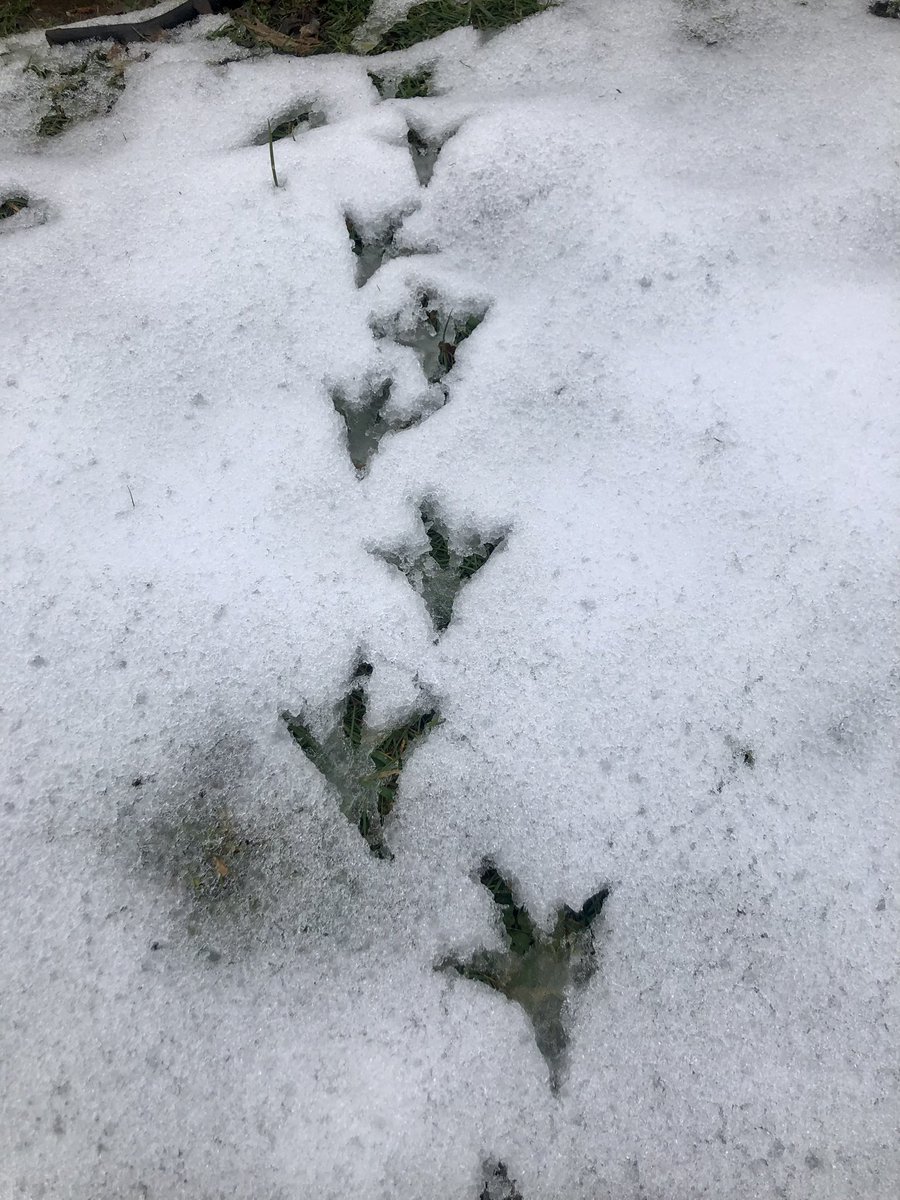LlanyPrimary's tweet photo. An amazing Forest Schools session today, we tracked animals in the snow and worked together to build an igloo for Barbie and Ken! What an inspiring group of little adventurers! @_OLW_  @CLOtC  @WalesCouncil4OL #Wellbeing https://t.co/gAni8bsMPa