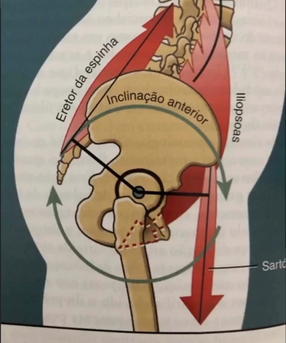 cadeia posterior - Cinesiologia