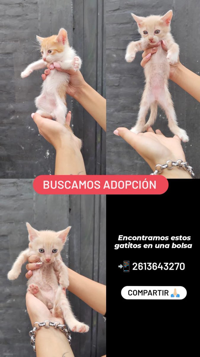 Hola a todos ! Hoy en bandera de Los Andes dejaron a estos bebés adentro de una bolsa atada como si fueran basura ! Buscan Hogar 🙏 les agradecería mucho si me ayudan a compartir