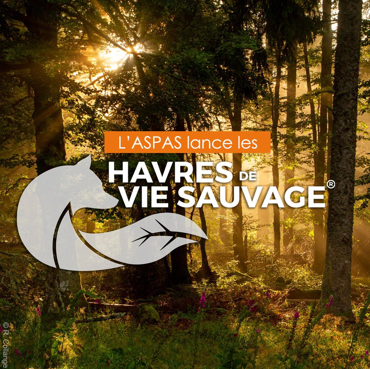 Lancement d'un nouveau réseau de réserves naturelles VRAIMENT naturelles en France ! Pour une nature VRAIMENT protégée, durablement, créez un Havre de Vie Sauvage®, nouveau label lancé par <a href="/ASPASnature/">ASPAS</a> ▶️ aspas-reserves-vie-sauvage.org/et-si-vous-cre… #LibreEvolution #Reensauvagement #HVS <a href="/hugoclement/">Hugo Clément</a>