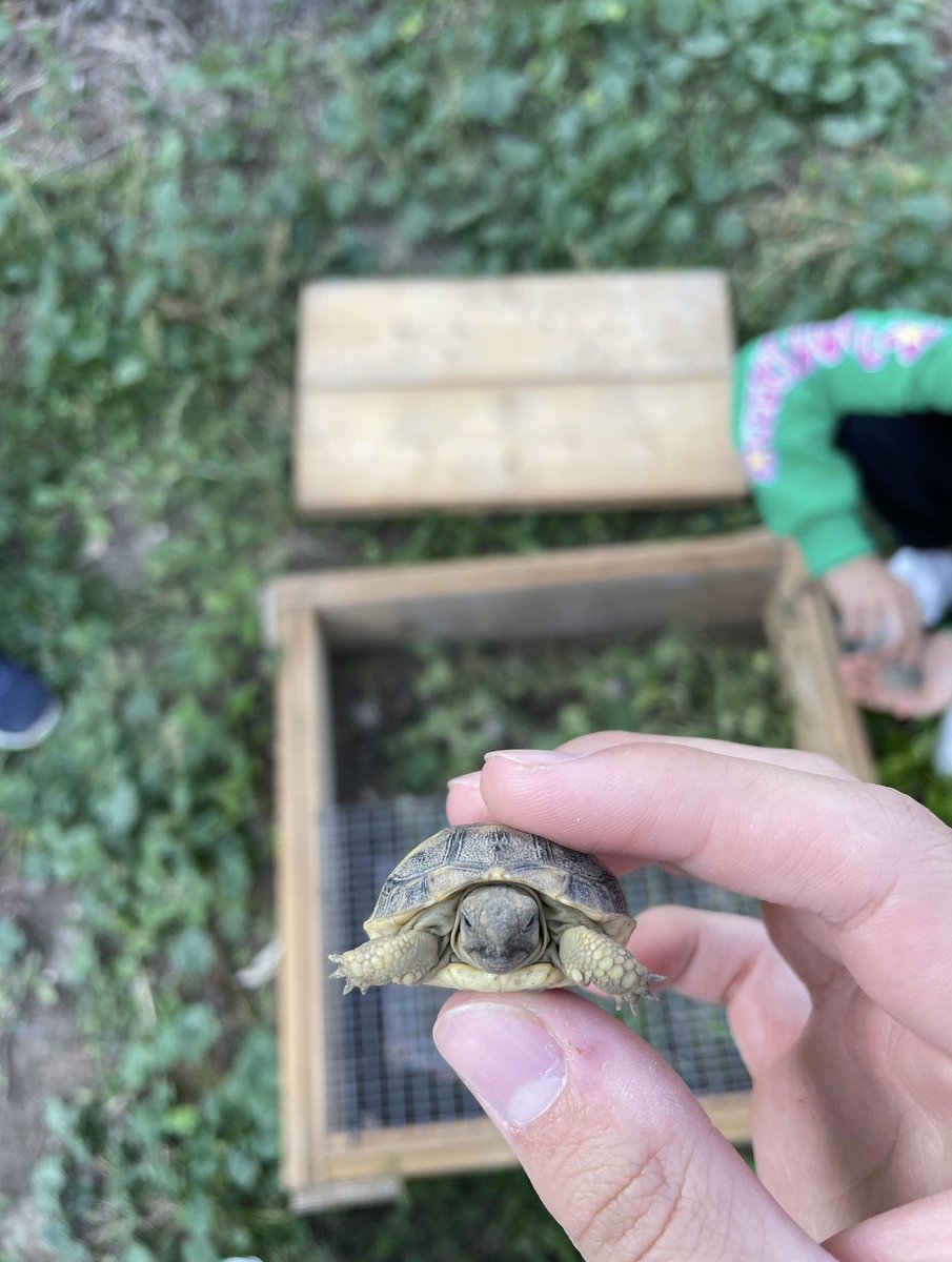 Hum_farting's tweet image. helo  yes I .  am   tieny