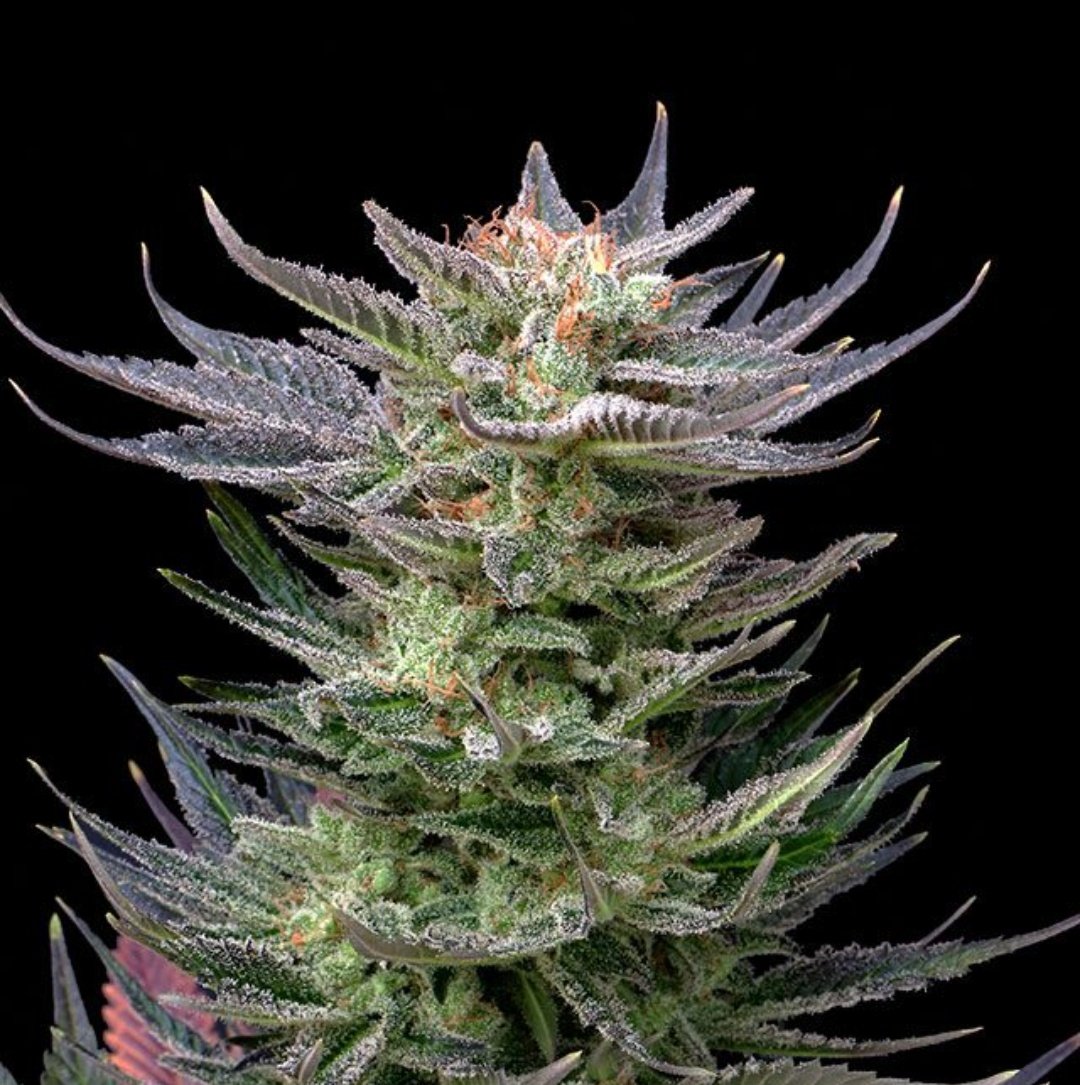 KannabiaSeeds's tweet image. La #autofloreciente #PurpleDream 💜 de #KannabiaSeeds 🌱 es una joya en cualquier colección de semillas que se precie. Coqueta, rica en colores morados, es perfecta para una primera vez pues prospera con facilidad y se adapta a cualquier espacio con recato
kannabia.com/es/semillas-ma…