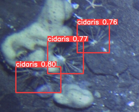 NPiechaud's tweet photo. #YOLOv8 amazes me. 70 images and ~450 ind. annotated manually (~4h work, thanks #Biigle). 100 epochs with V8m and Boom:
90% accurate Cidaris cidaris  #urchin detector 
#computervision #deepsea https://t.co/LnQFppfoBt