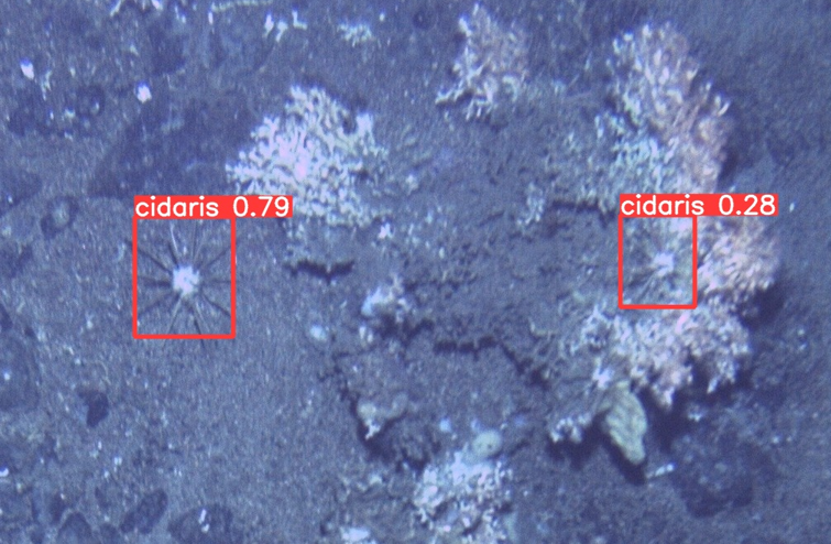 NPiechaud's tweet photo. #YOLOv8 amazes me. 70 images and ~450 ind. annotated manually (~4h work, thanks #Biigle). 100 epochs with V8m and Boom:
90% accurate Cidaris cidaris  #urchin detector 
#computervision #deepsea https://t.co/LnQFppfoBt