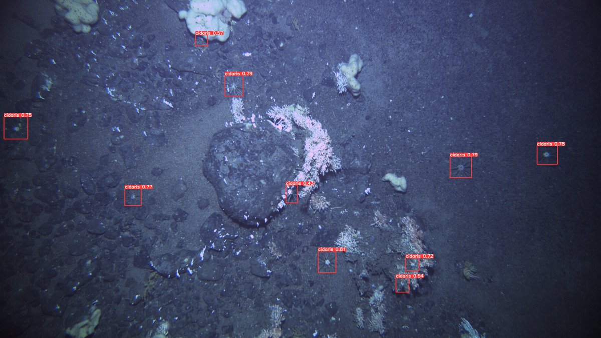 #YOLOv8 amazes me. 70 images and ~450 ind. annotated manually (~4h work, thanks #Biigle). 100 epochs with V8m and Boom:
90% accurate Cidaris cidaris  #urchin detector 
#computervision #deepsea