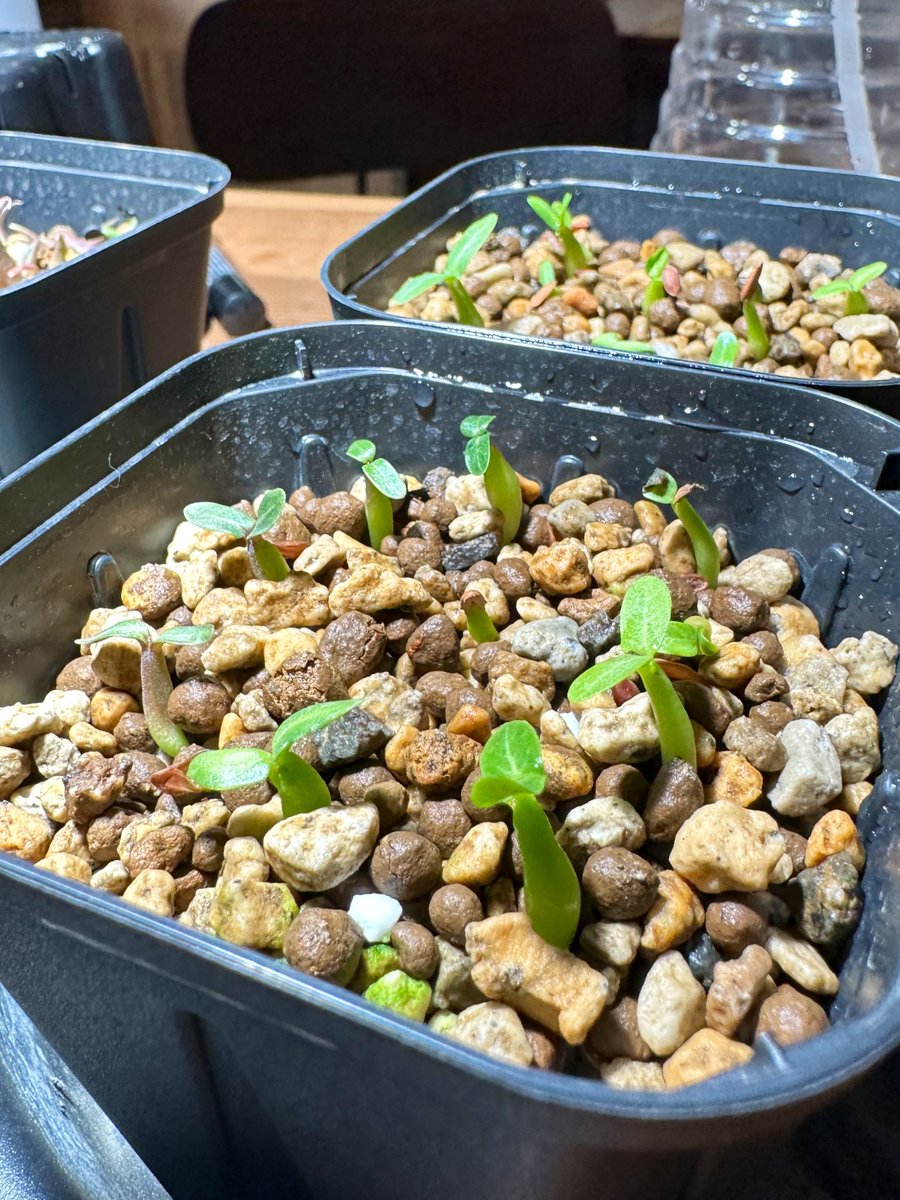 FKGS_2017's tweet image. グラキリス実生🌱
順調です。

#グラキリス
#実生