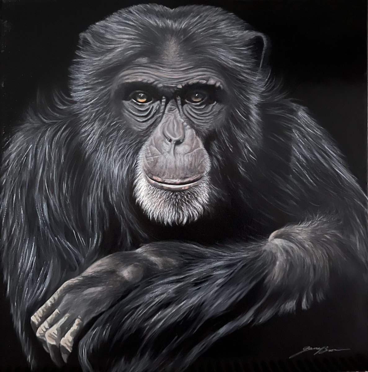 Old guy chimp painting in acrylics on black canvas… 400mm x 400mm.
Watch this chap at Edinburgh Zoo last year, loved how he just sat there folded arms while the other chimps were causing a commotion around him. #chimpanzee #monkeys #edinburghzoo #primates #wildlife #acrylics