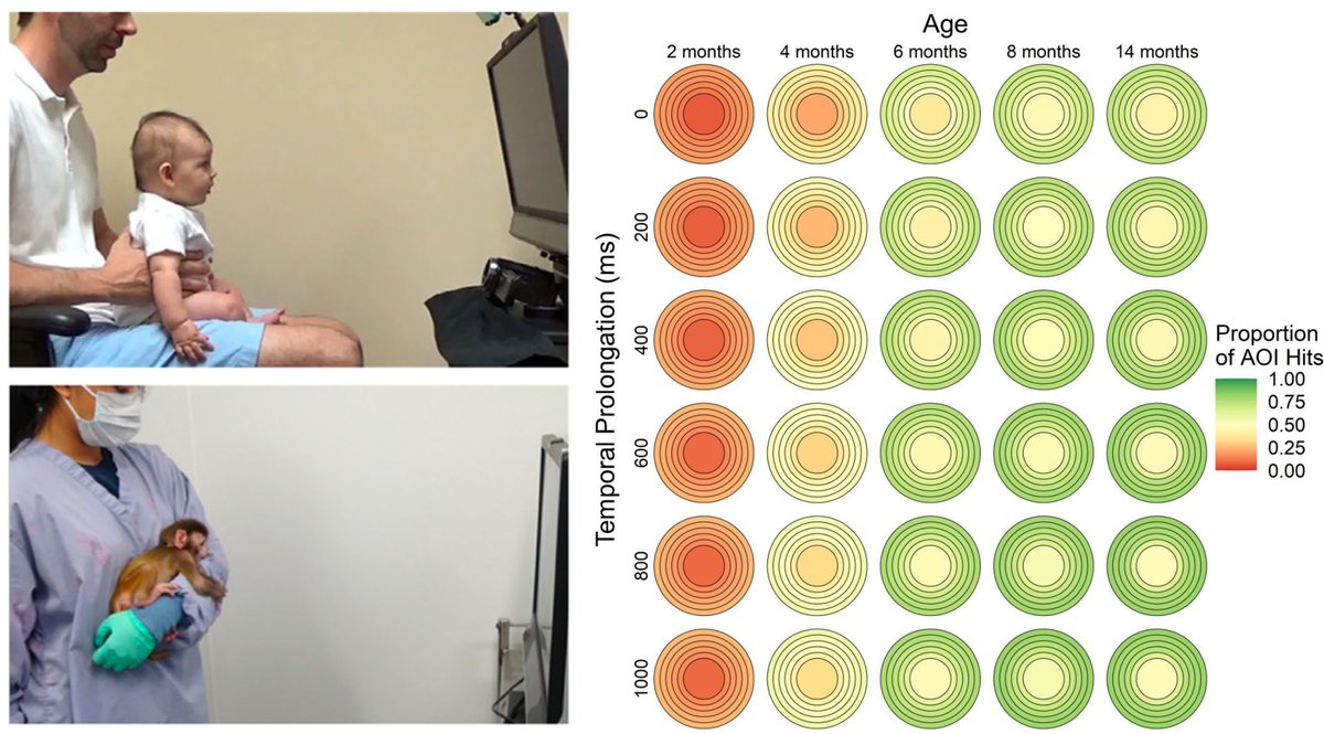 Find out tips on maximizing valid eye-tracking data in human and macaque infants by optimizing calibration and areas of interest by @UMSocCogLab team -- @Lizzy_Simpson & myself, in collab with @DrAnnikaPaukner! rdcu.be/c7eW4 #EyeTracking @UMiamiPsych @TobiiTechnology