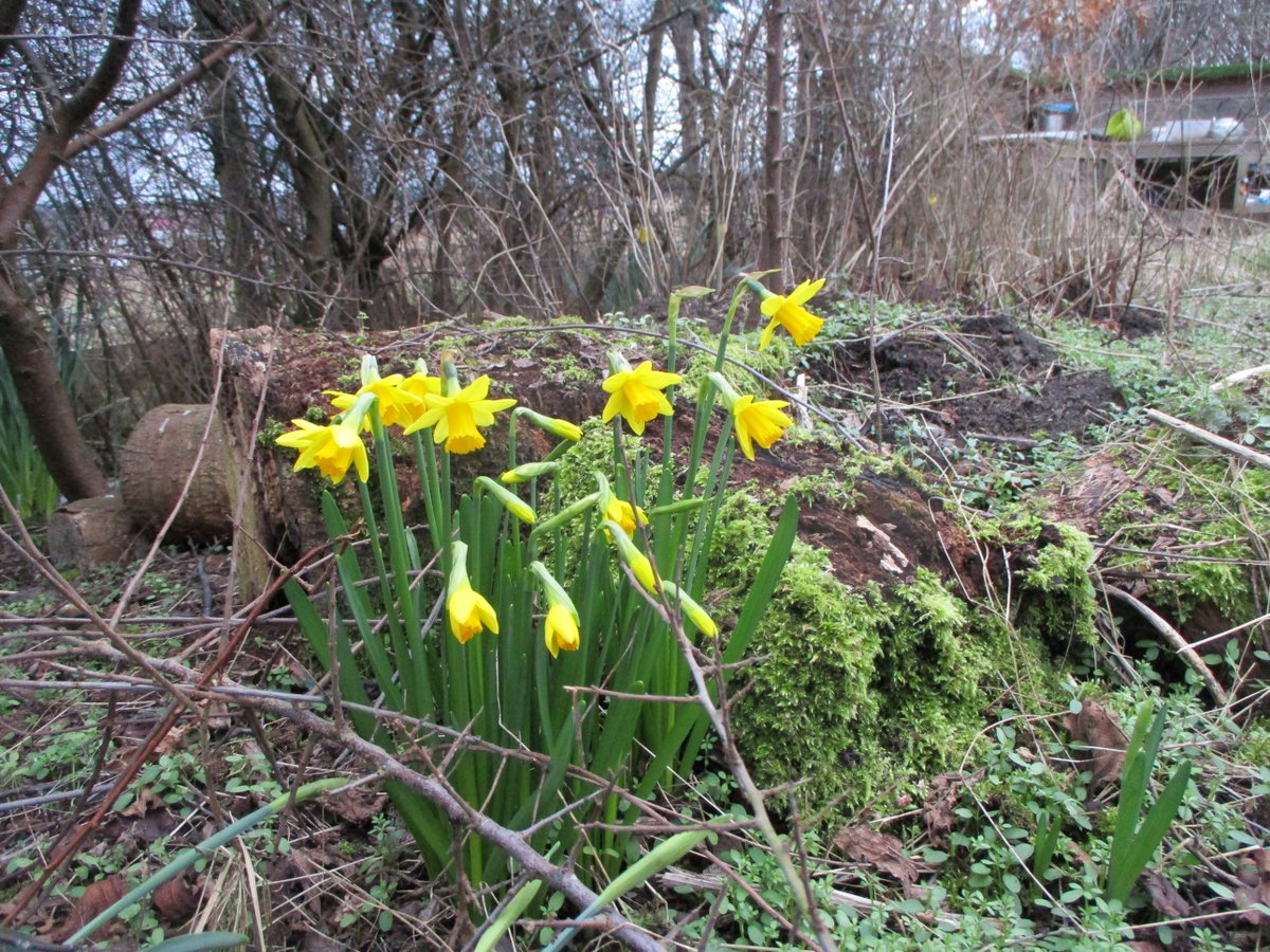 NGCFI's tweet image. We'll be revamping our children's garden on Saturday 18th March.
Come along between 11am-2pm if you fancy giving us a hand... we'll be refreshing the mud kitchen, weaving more willow around the dome and getting the area ready for lots of play over the summer.
All ages welcome!