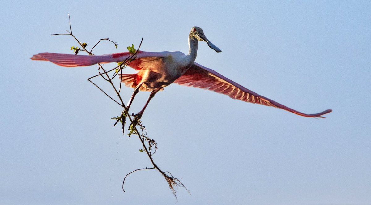 joejrpix's tweet photo. A roseate spoonbill carry’s a big stick for nesting material at the Stickmarsh in Fellsmere. @CanonUSAimaging @birding #birding #stickmarsh #spoonbill https://t.co/gJbWjTJNCe