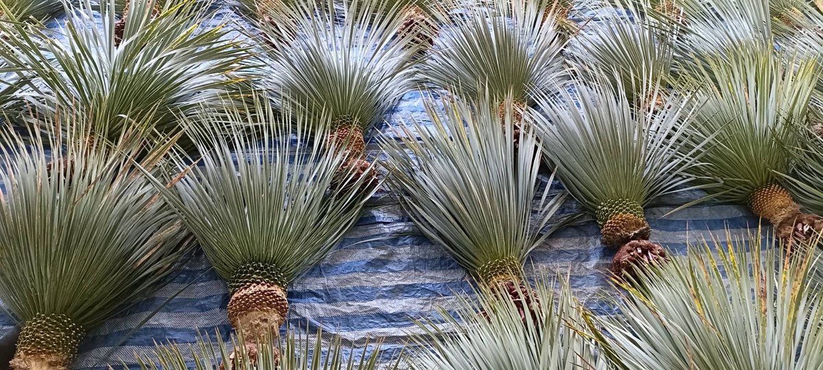 FKGS_2017's tweet image. ドライガーデン用にブルーサンダー注文!!

#ドライガーデン
#カリフォルニアガーデン