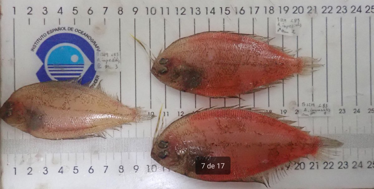 🗞️ #IEO_Baleares_Publication
➡️ 'Revalidation of Arnoglossus blachei, a species of flounder from off West Africa, with a redescription of Arnoglossus imperialis from the northeastern Atlantic and Mediterranean (Teleostei: Bothidae)' bit.ly/314xcKj via @ScientiaMarina