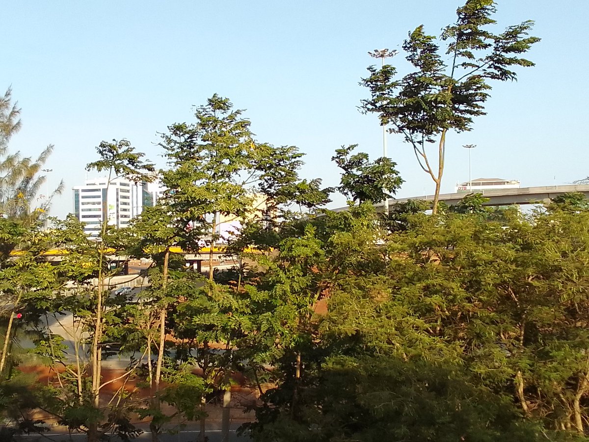 Green life #biodiversity #trees #ClimateAction #environment #Greenwood