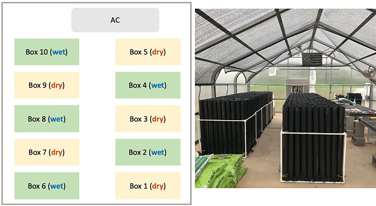 ESAEcosphere's tweet photo. From our #ClimateEcology track:

Will forest trees be able to adapt in the face of #ClimateChange? A new study assesses #heritability of drought response traits in #PonderosaPine

https://t.co/figQVkAWWR

#TreeSeedlings #SelectivePressure #OpenAccess @UCMerced_NatSci https://t.co/DEW0WgnCxn