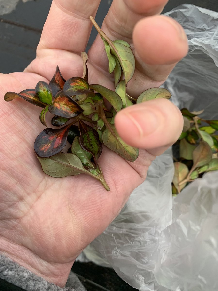 Our Coprosma production is running well this year! Over 80000 in a few varieties! #newplants