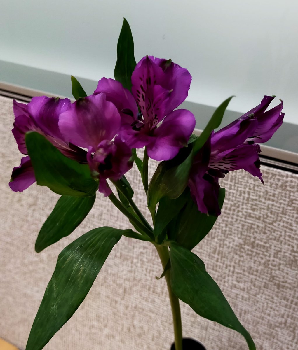 Yesterday was a busy lab day! So belated "Happy International Women's Day!". Keep being awesome ladies <3 Thank You to all the inspirational and supportive women I have in my life. Finally a big thank you Maikel (Lab Tech) who gave us all flowers today 🌻🌹🌷