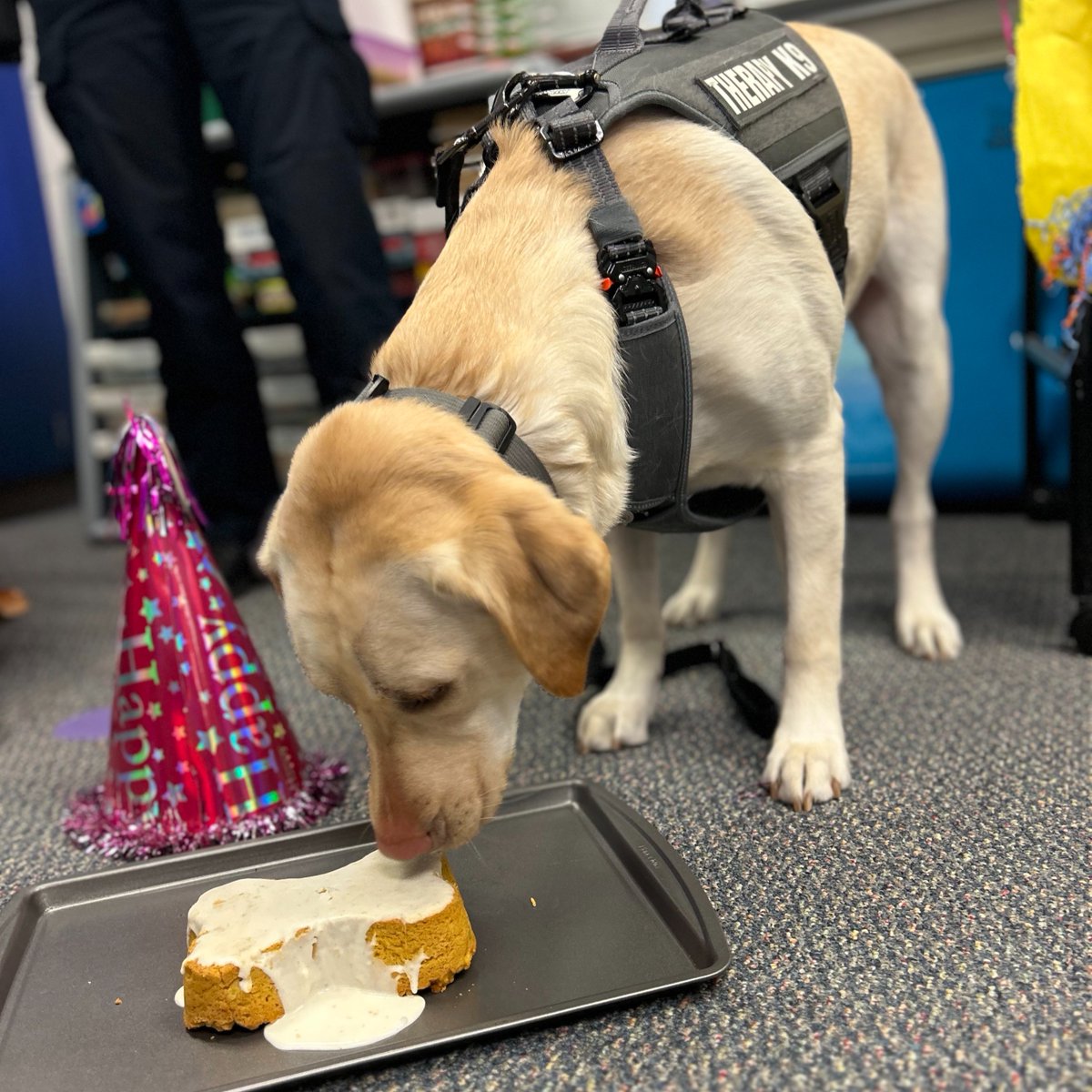 🎉 🐶 It was a PARTY! Three classes at Creekview Elementary prepared a barkday party for Mercy's birthday celebration. She enjoyed a delicious cake and her NEW bed that the students helped make for her special day 🤗. #PTBM #MEVSD