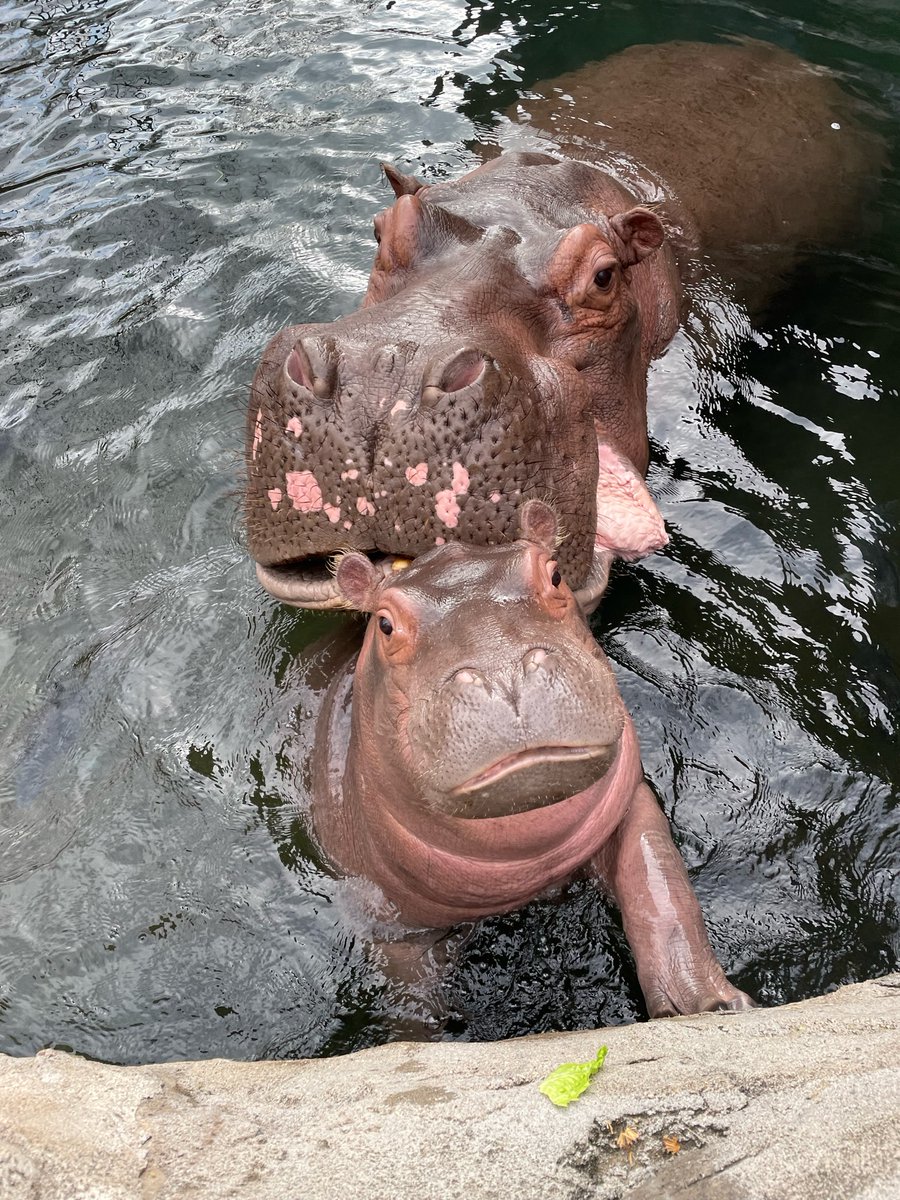 Cincinnati Zoo tweet media