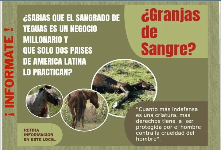 La sangría de yeguas implica extraer semanalmente 10 litros de sangre. Para extraer la hormona PMSG. Es un negocio de 100 millones de dólares. Se causa un dolor terrible por plata. Buscamos su PROHIBICIÓN.