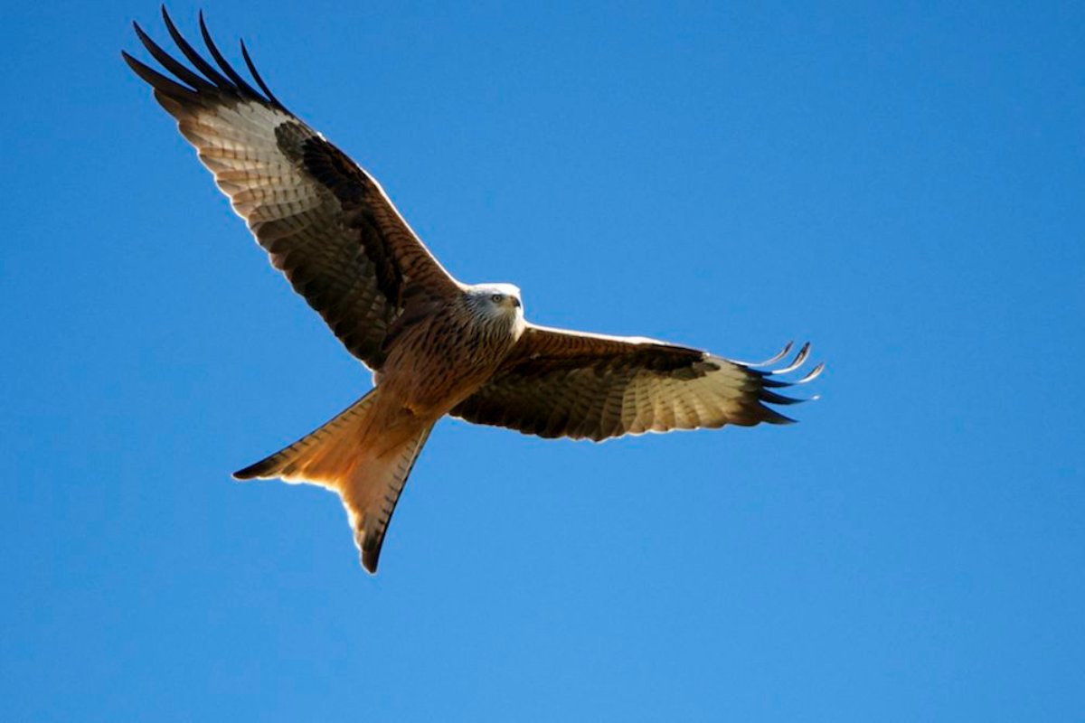 Reading Uni News (@unirdg_news) on Twitter photo Red kites are very popular with residents in Reading, according to a 2015 study. Eight years later, researchers from the <a href="/UniofReading/">Uni of Reading</a> and <a href="/RoehamptonUni/">Uni of Roehampton</a> want to know if that is still the case - and why? Take part in their survey by clicking the link. rdg.ac/redkites Red kites are very popular with residents in Reading, according to a 2015 study. Eight years later, researchers from the <a href="/UniofReading/">Uni of Reading</a> and <a href="/RoehamptonUni/">Uni of Roehampton</a> want to know if that is still the case - and why? Take part in their survey by clicking the link. rdg.ac/redkites