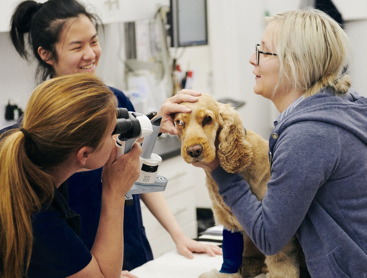 Is your dog booked in for a #CHS eye examination at #Crufts? 

BVA-appointed eye panellist Prof. Peter Bedford will be carrying out over 200 eye examinations at the event. Our #CanineHealthSchemes team will also be @thenec tomorrow for a chat, so drop by to say hello. 1/3